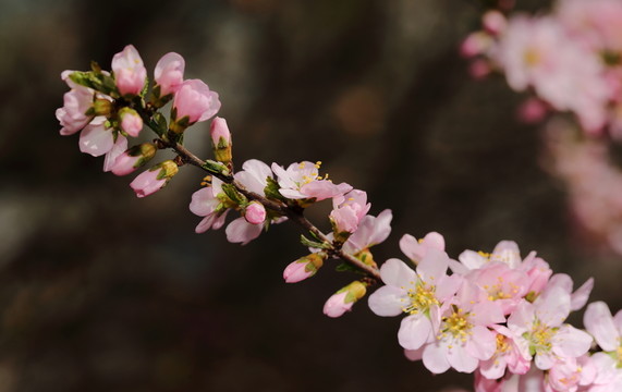 梅花