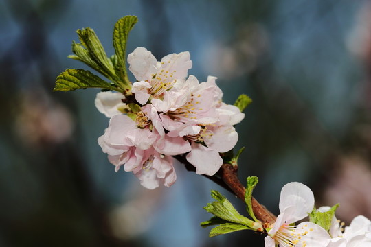 梅花