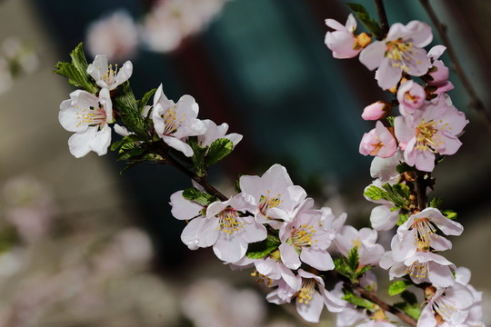 梅花