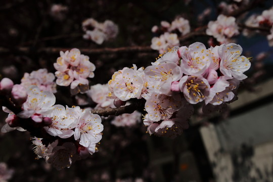 梅花