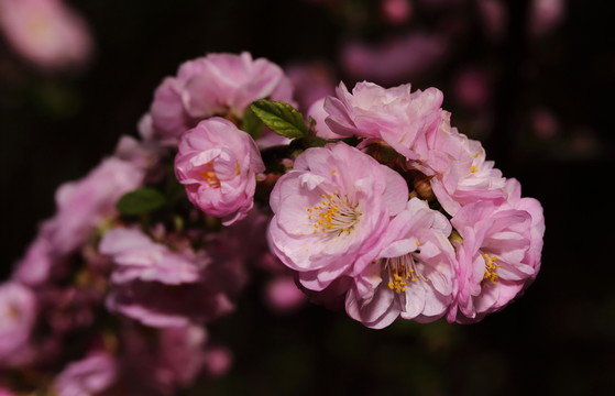 梅花