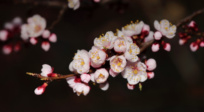 梅花