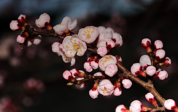 梅花