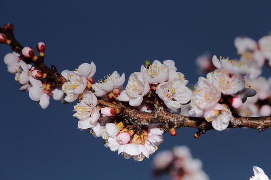 梅花