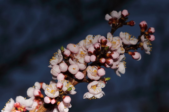 梅花