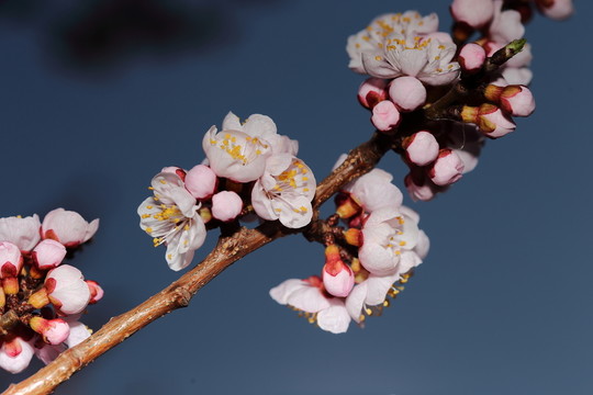 梅花