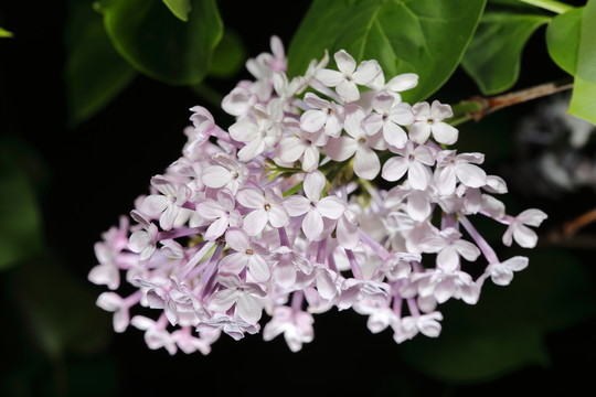 丁香花