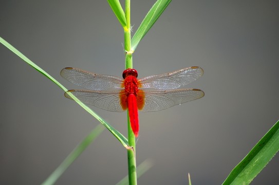 紅蜻蜓