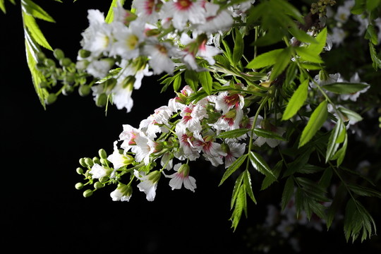 丁香花