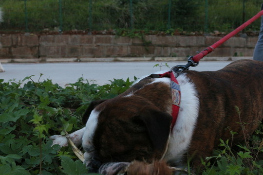 英國(guó)斗牛犬