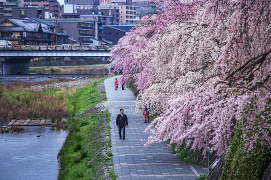 京都鸭川樱花下的赏樱人