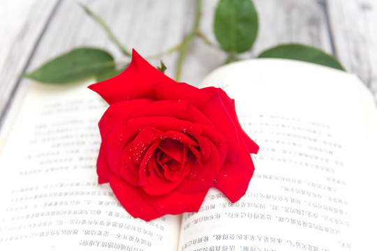 紅玫瑰與書