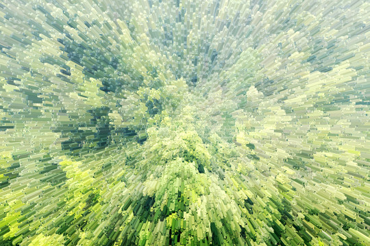 樹(shù)海