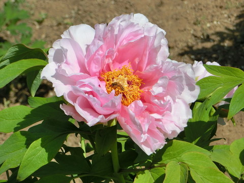 牡丹花