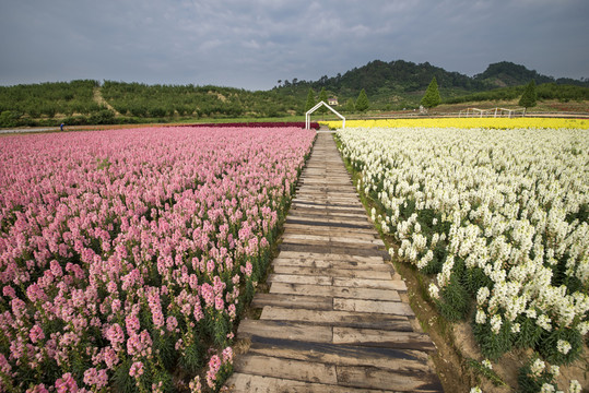 花卉