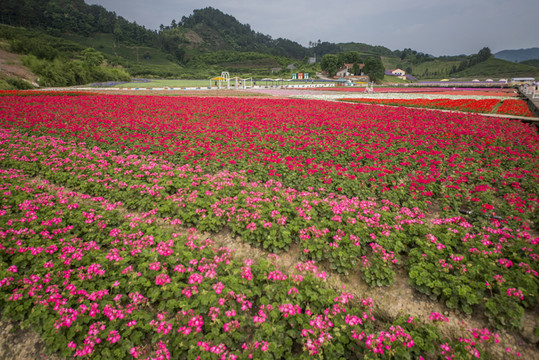 花田