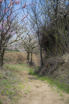桃花小路