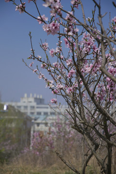 桃花園