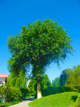 榆樹