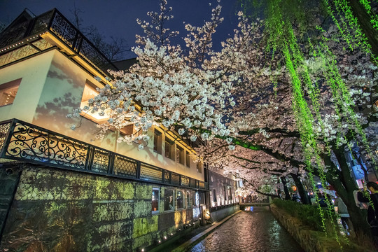 京都高瀨川夜櫻景色