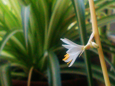 吊蘭花