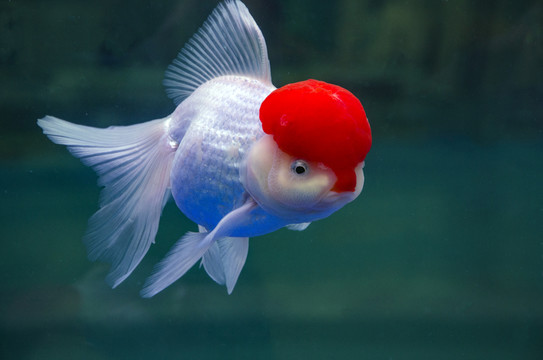 福州金魚大圖