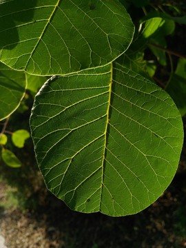 黃櫨