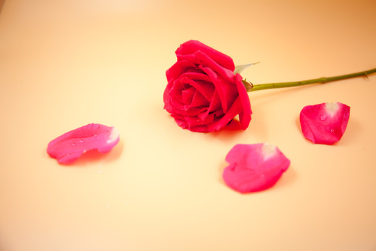 玫瑰花特寫