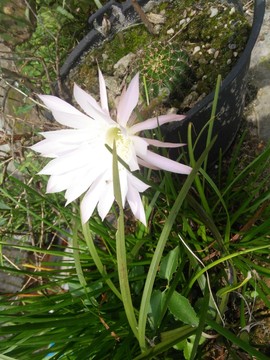仙人球 花