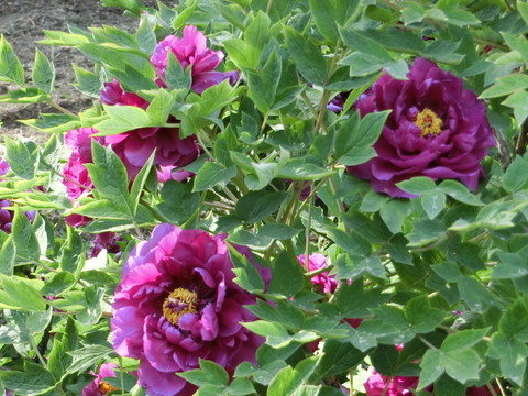 牡丹花