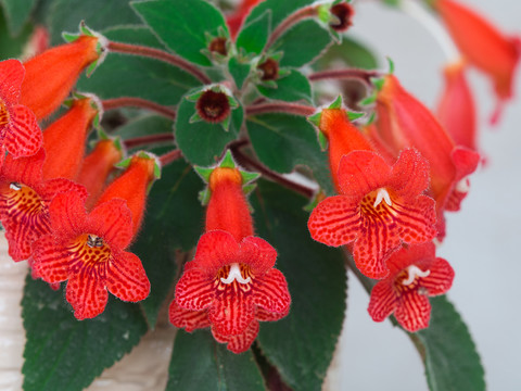 口紅花