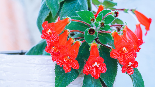 口紅花