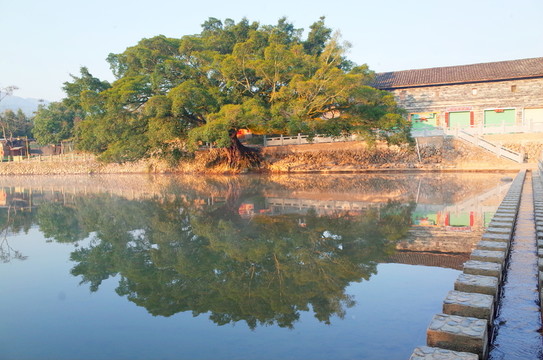 榕樹(shù)云水謠