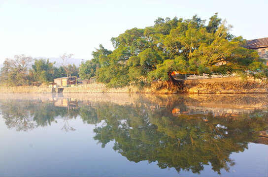 榕樹