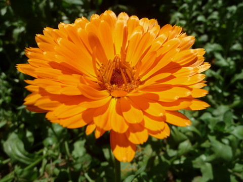 金盞菊