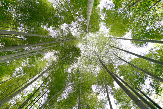 高清竹林背景