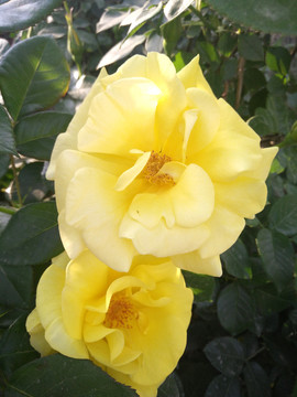 黃花 月季 黃月季花