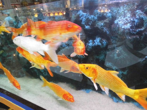 金魚