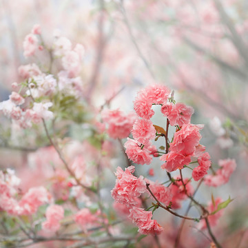 普賢櫻花