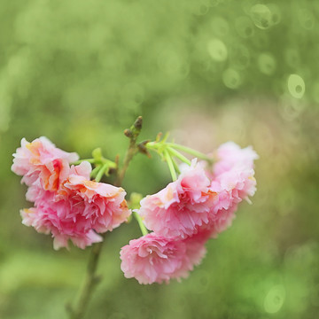 唯美櫻花