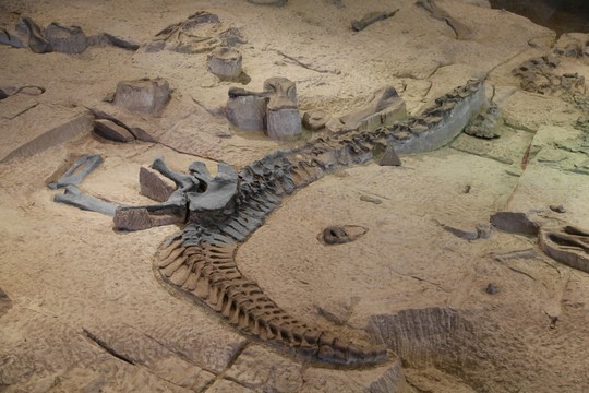 恐龍 化石 遺跡 細節(jié) 古生物
