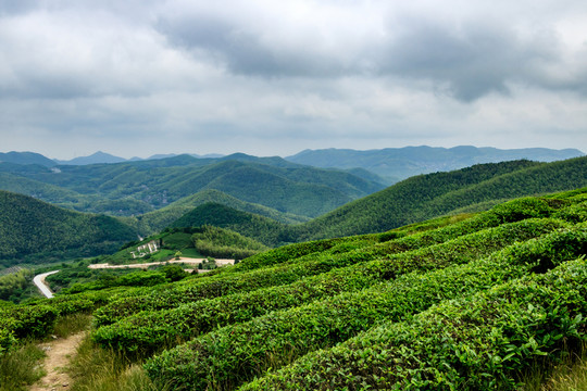茶場茶園茶山