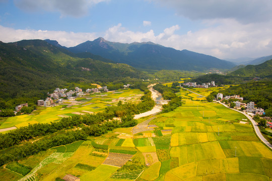 稻田 田野 田園風(fēng)光 秋色