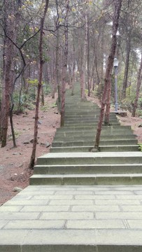 樹林和路