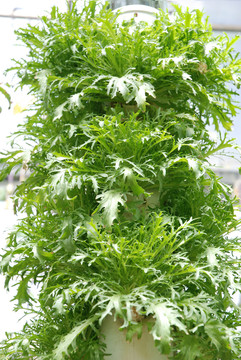 大棚蔬菜
