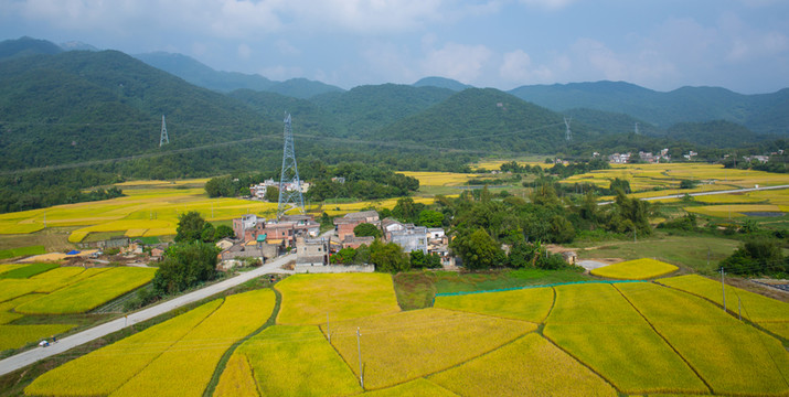 秋色 稻田 金黃色
