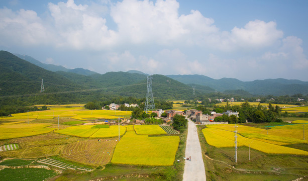 鄉(xiāng)村 村莊 秋色 稻田