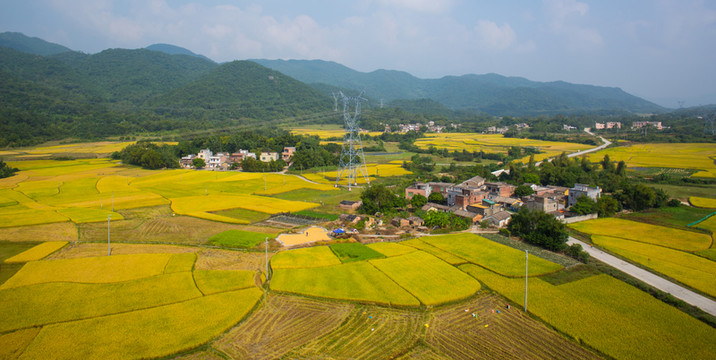 鄉(xiāng)村 村莊 秋色 稻田