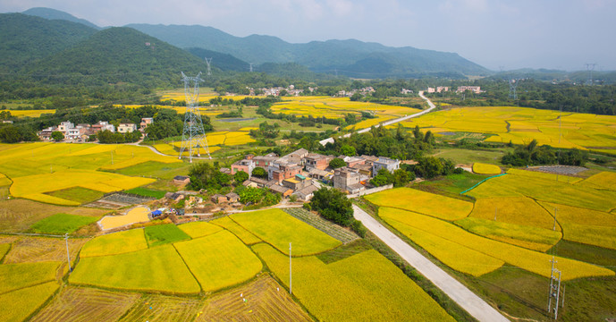 鄉(xiāng)村 村莊 秋色 稻田