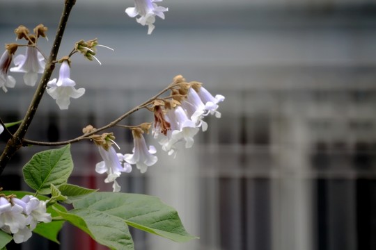 桐花 泡桐 桐樹 花 開花